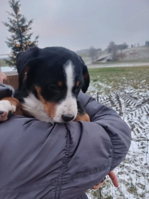 Appenzeller Sennenhund-Welpen 