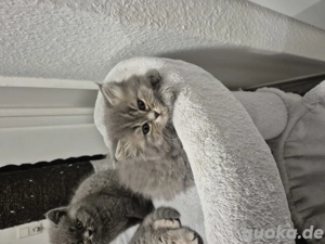 Britisch kurzhaar kitten  Weibchen zu verkaufen abgabebereit 