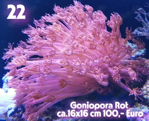 Korallen Meerwasseraquarium