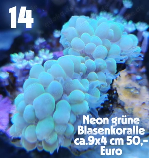 Meerwasser Korallen