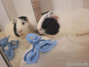 Meerschweinchen Böckchen Glatthaar 1 Jahr