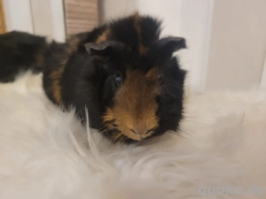 Meerschweinchen Böckchen Rosette 6 Monate