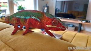 Pantherchamäleon Furcifer pardalis 1.0