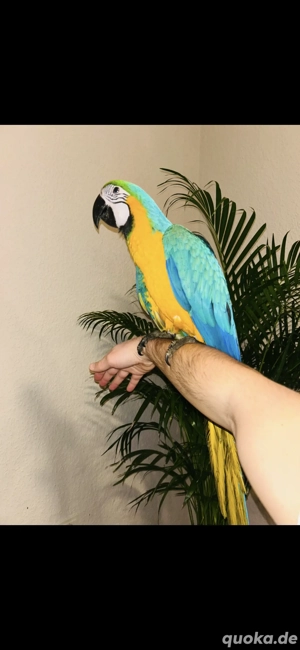 Gelbbrustara , Papagei , Baby 