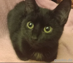 Kätzchen  Schwarz in liebevolle Hände abzugeben. 