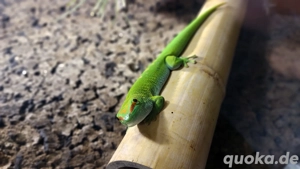 Großer Madagaskar Taggecko Phelsuma grandis