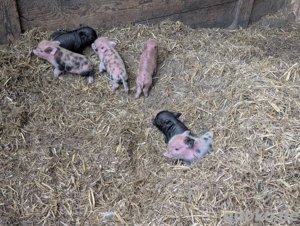 Tea Cup Minischweine Minischwein Ferkel Sau Eber Schwein 