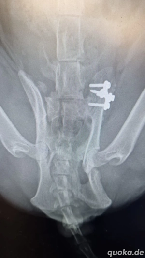 Batman - tapferer Schatz sucht liebevolles Zuhause Bild 3