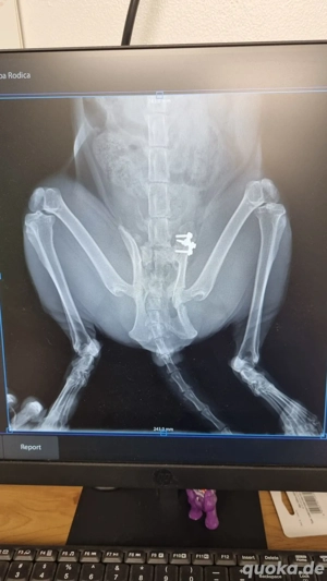 Batman - tapferer Schatz sucht liebevolles Zuhause Bild 5