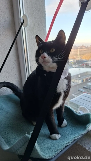 Batman - tapferer Schatz sucht liebevolles Zuhause Bild 2