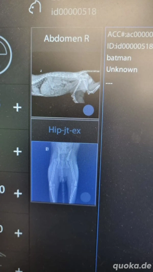 Batman - tapferer Schatz sucht liebevolles Zuhause Bild 7