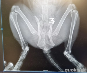 Batman - tapferer Schatz sucht liebevolles Zuhause Bild 8