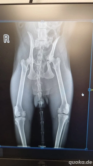 Batman - tapferer Schatz sucht liebevolles Zuhause Bild 6