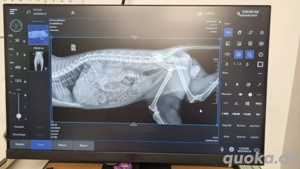 Batman - tapferer Schatz sucht liebevolles Zuhause Bild 4