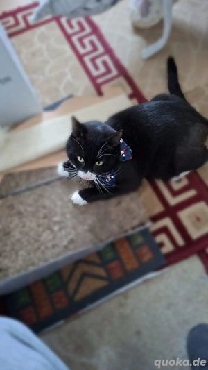 Batman - tapferer Schatz sucht liebevolles Zuhause Bild 10