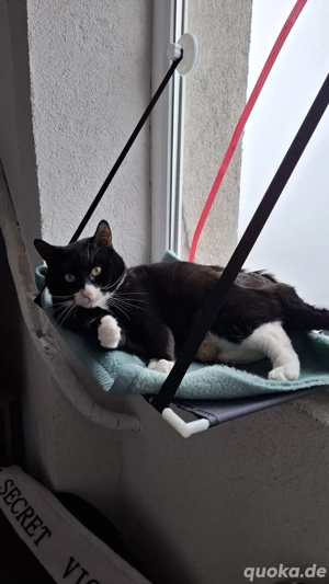 Batman - tapferer Schatz sucht liebevolles Zuhause Bild 12