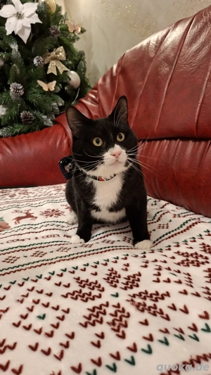 Batman - tapferer Schatz sucht liebevolles Zuhause Bild 14