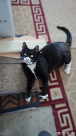 Batman - tapferer Schatz sucht liebevolles Zuhause Bild 9