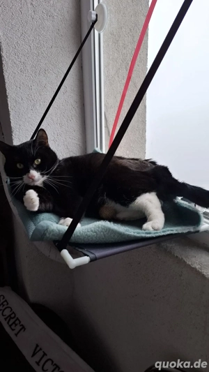 Batman - tapferer Schatz sucht liebevolles Zuhause Bild 15