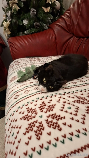 Batman - tapferer Schatz sucht liebevolles Zuhause Bild 16