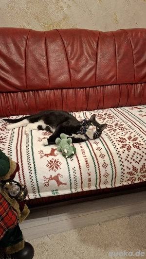 Batman - tapferer Schatz sucht liebevolles Zuhause Bild 17