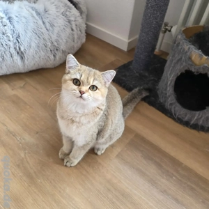 Bkh Kitten- junge Bkh Katze mit Stammbaum