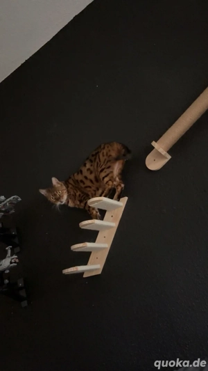 Sira ist eine Bengal Dame und sucht ein Zuhause für immer 