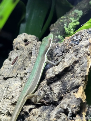 Smaragd Langschwanzechsen  Takydromus smaragdinus 