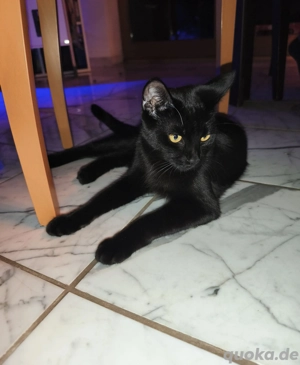 Junge Katze zu Vermitteln 