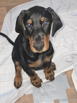 Dobermann Welpe