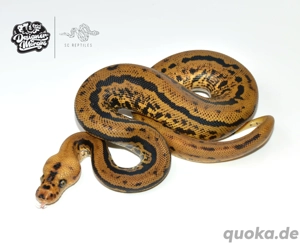 1.0 Mahogany Batman (aka Mahogany Spotnose Leopard Clown), Königspython 