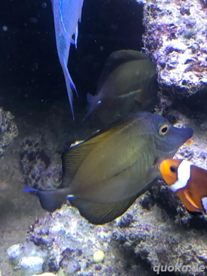 2 Schokoladen doctor meerwasser