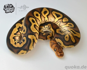 1.0 Mahogany Yellowbelly Clown, Königspython 