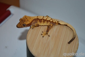 0.0.1 pet only Kronengecko