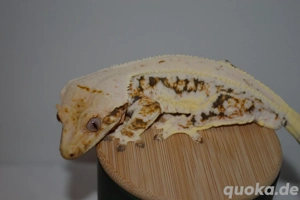 1.0 Kronengecko Männchen 