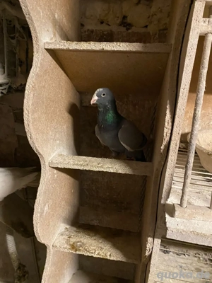 Adana tauben zu verkaufen