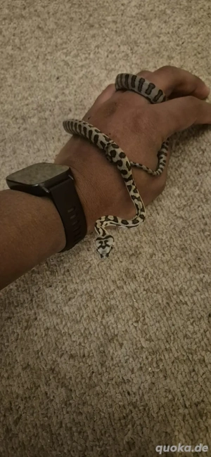 Teppichpythons abzugeben 