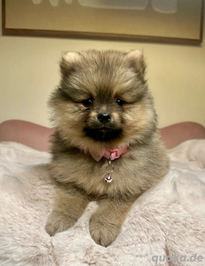 Pomeranian Zwergspitz Welpen *abgabebereit*