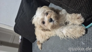 Malteser  cocerspanier  Mädchen 8 Monate 