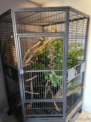 Prachtrosella Sittiche   Vögel Paar - ca. 2 Jahre alt + Käfig möglich Bild 4