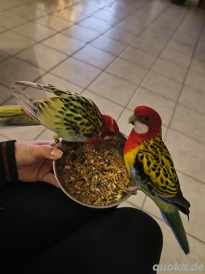 Prachtrosella Sittiche   Vögel Paar - ca. 2 Jahre alt + Käfig möglich Bild 2