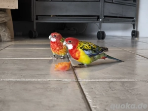 Prachtrosella Sittiche   Vögel Paar - ca. 2 Jahre alt + Käfig möglich
