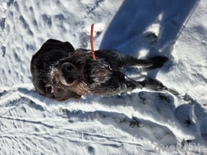 Deutsch Drahthaar Rüde 