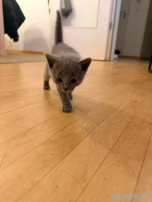 russisch blau, Baby Katze