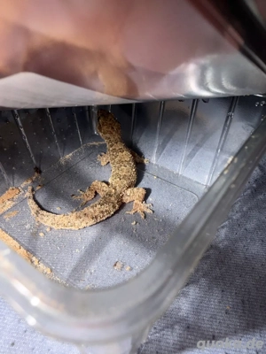 Gecko gefunden   in erfahrene Hände abzugeben