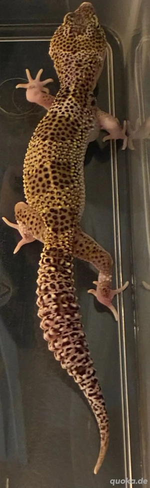 Leopardgecko Weibchen zu Verkaufen 