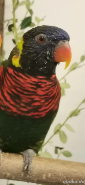 Breitbinden Allfarblori