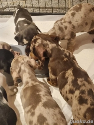 wunderschöne Zwergdackel Welpen in Sonderfarben