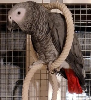 2 Graupapageien mit Zimmervoliere, Außenvoliere, Freisitz und sämtliches Zubehör