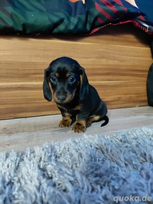 wunderschöner 4 Monate alter Zwergdackel